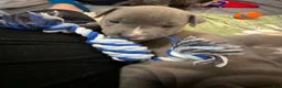 American Bully dogs for sale: Star, blue female w/ white snip - Ad 9