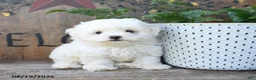 Maltipoo dogs for sale: Teddi Bear - Ad 3