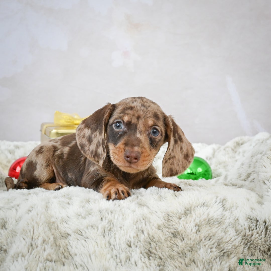 Miniature Dachshund dogs for sale: Miles - Ad 5