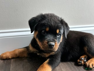 Rottweiler dogs - Ad 30
