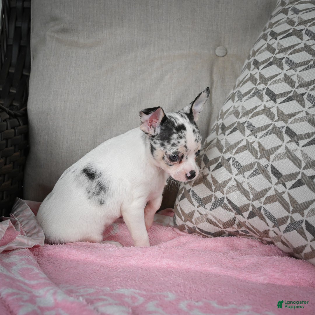 Chihuahua dogs for sale: Bella - Ad 4