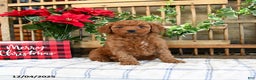 Mini Goldendoodle dogs for sale: Wren  - Ad 2