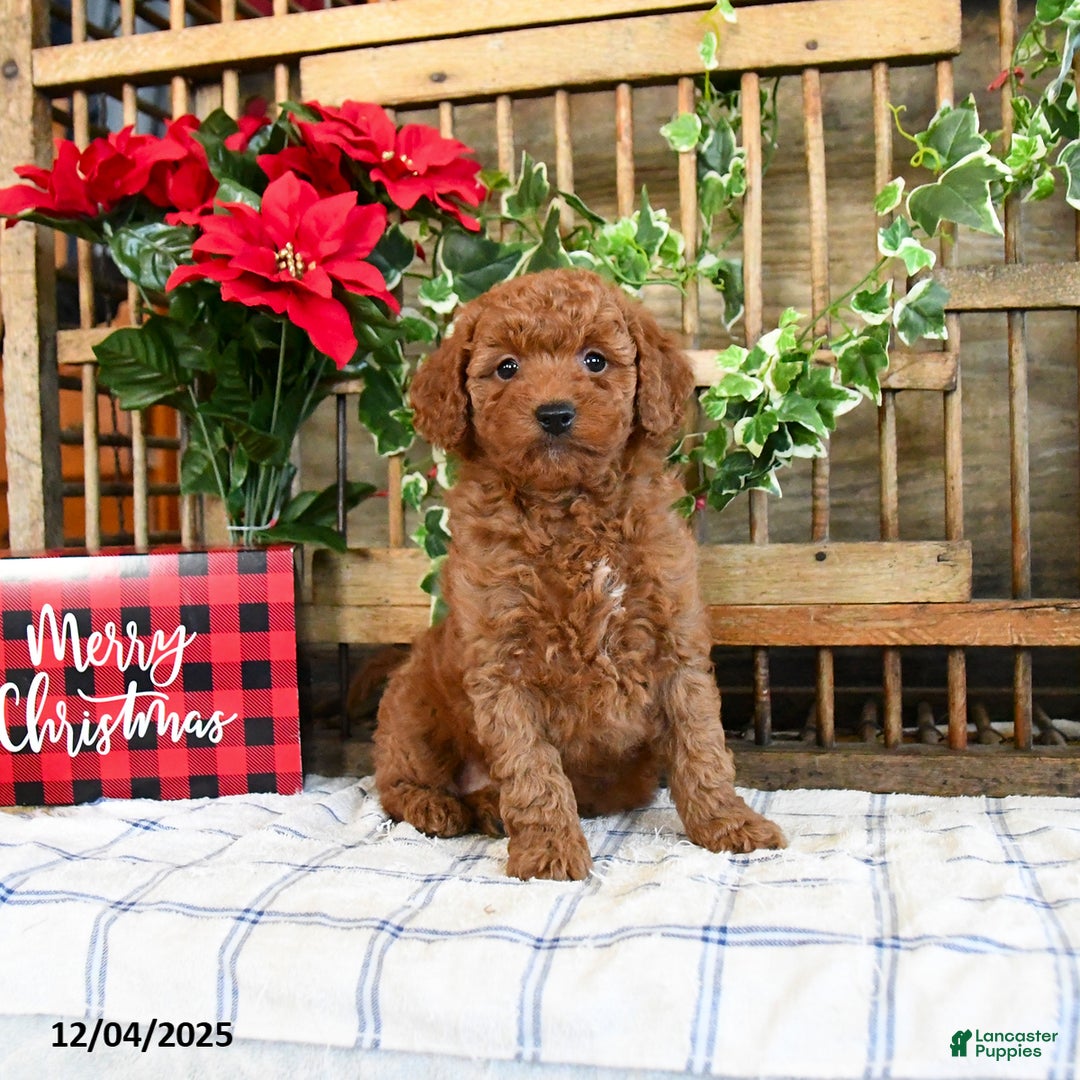 Mini Goldendoodle dogs for sale: Wren  - Ad 2