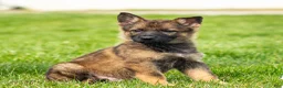 German Shepherd dogs for sale: Saber German Shepherd Puppy  - Ad 2