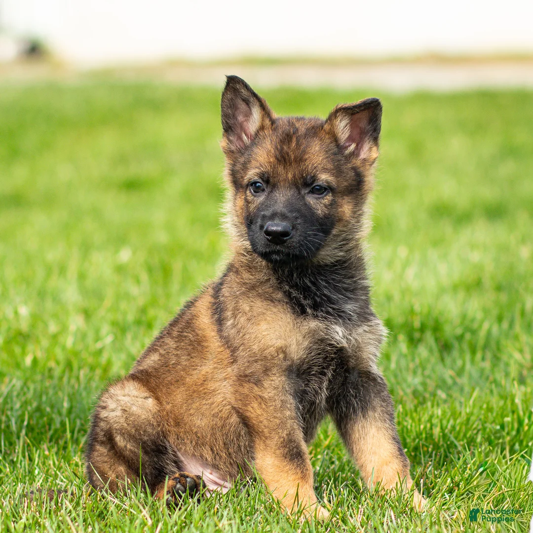 German Shepherd dogs for sale: Saber German Shepherd Puppy  - Ad 2