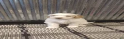 Mini Goldendoodle dogs for sale: Mazy  - Ad 2