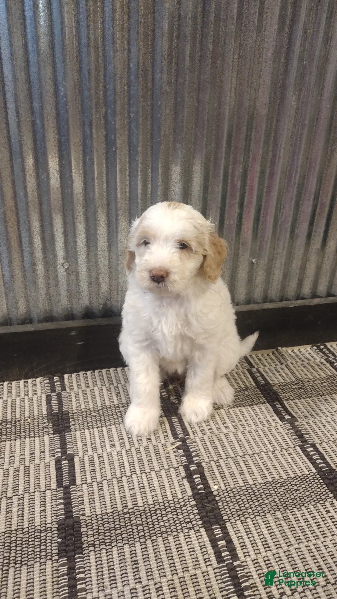Mini Goldendoodle dogs for sale: Mazy  - Ad 2