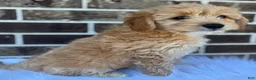Mini Goldendoodle dogs for sale: Mini Goldendoodle 2 - Ad 4