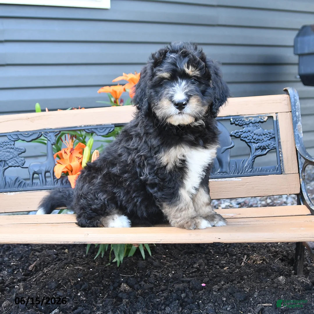 Bernedoodle dogs for sale: Nash - Ad 1
