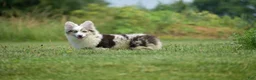 Welsh Corgi Pembroke dogs for sale: Lucas - Ad 5