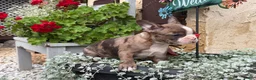 Boston Terrier dogs for sale: Kenny - Ad 15
