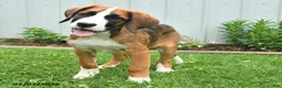 Mixed Breed dogs for sale: Kyla - Ad 3
