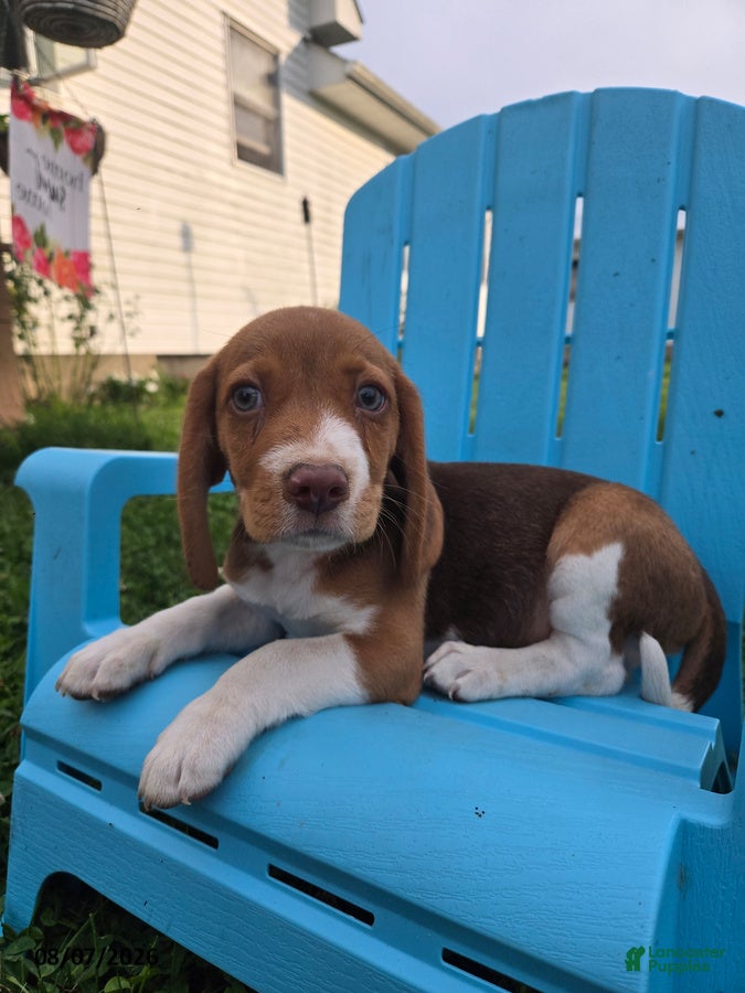 Beagle dogs Popeye - Ad 1