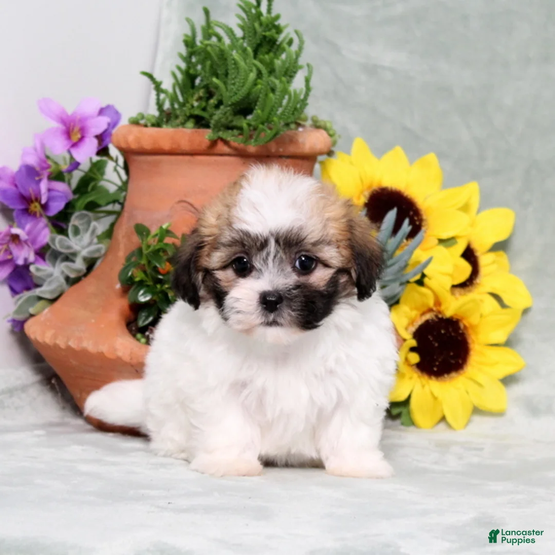 Teddy Bear dogs for sale: Unity - Ad 5