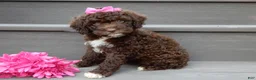 Cockapoo dogs for sale: Amie - Ad 6