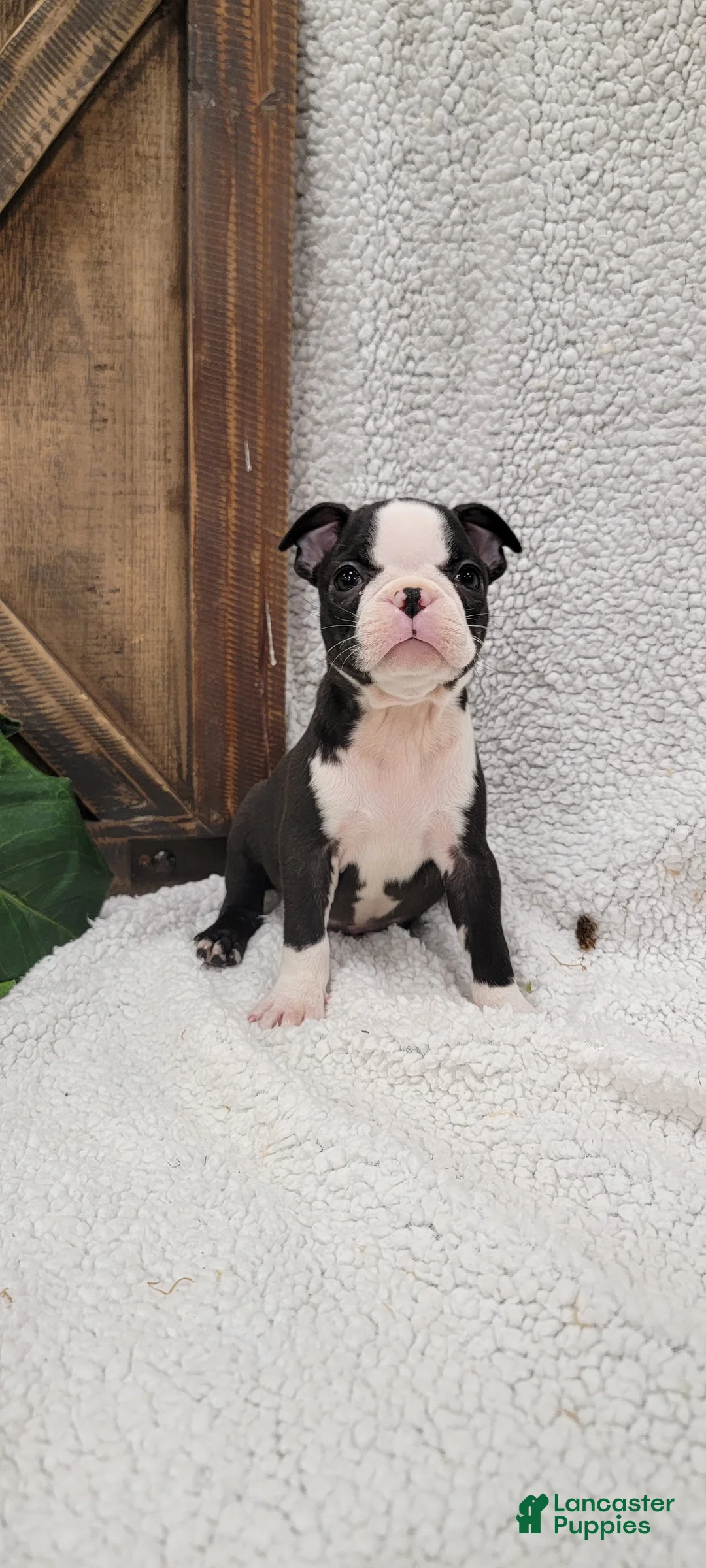 Boston Terrier dogs for sale: Betsy - Ad 4