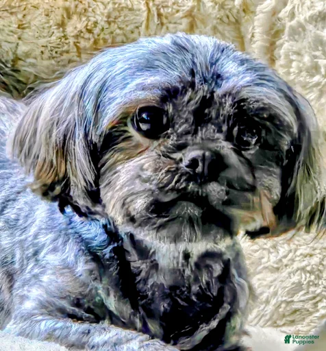 Gallery Image {{count}}