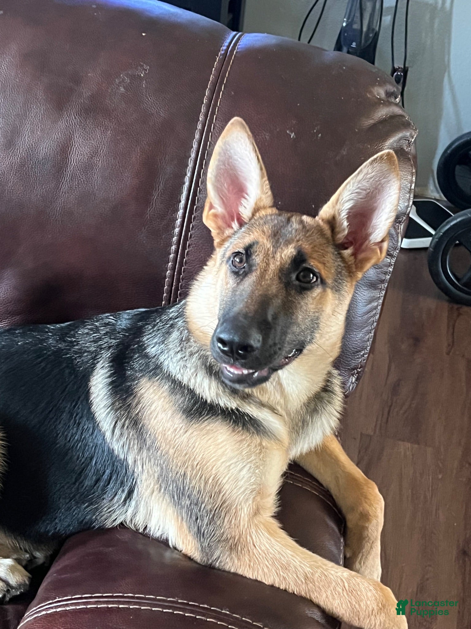 German Shepherd dogs Dixie - Ad 2