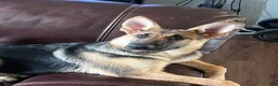 German Shepherd dogs for sale: Daisy - Ad 7