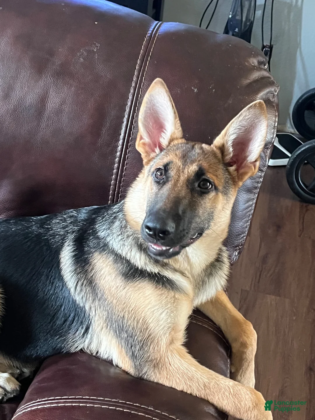 German Shepherd dogs for sale: Dixie - Ad 2