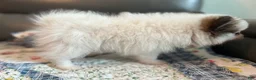 Pomeranian dogs for sale: Jasmine - Ad 7