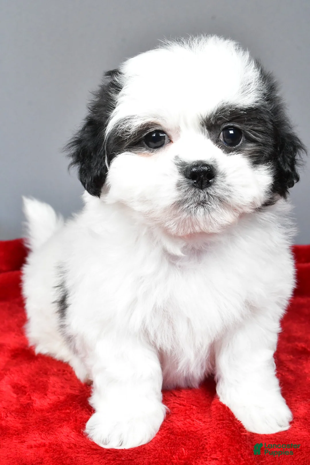 Teddy Bear dogs for sale: poppy - Ad 2