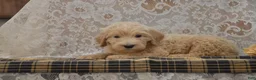 Goldendoodle dogs for sale: Skyler - Ad 3