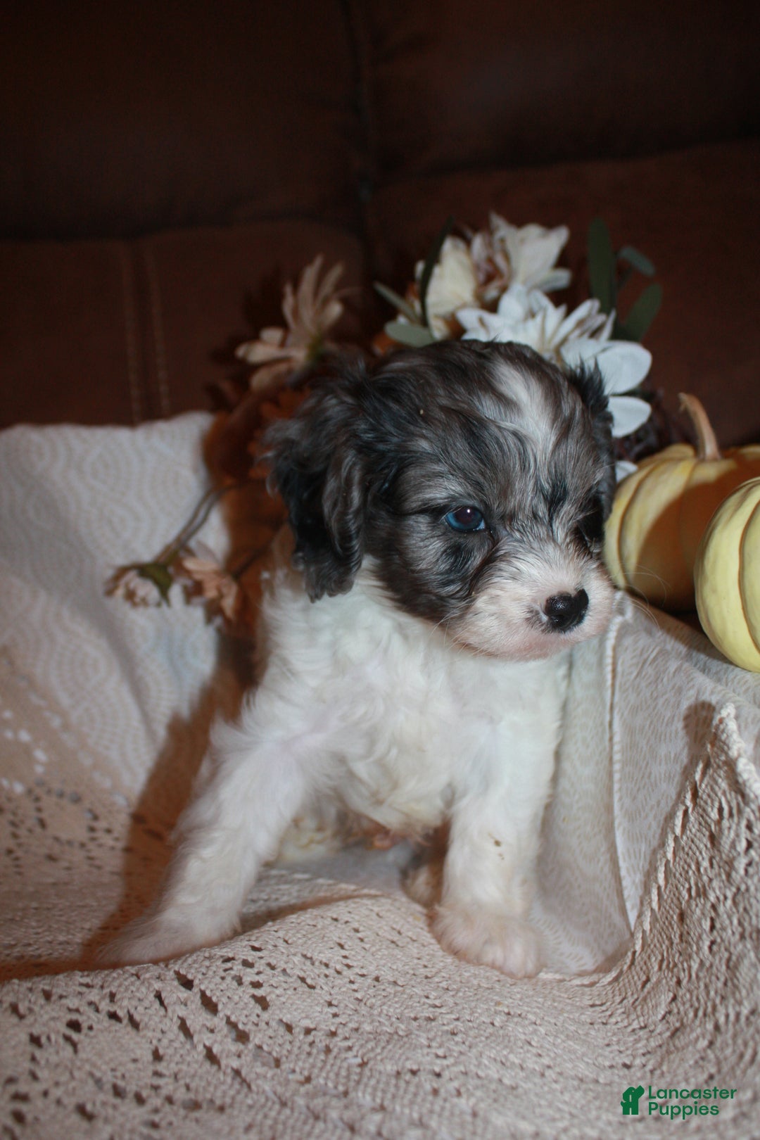 Cavapoo dogs for sale: Luke - Ad 5