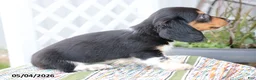 Miniature Dachshund dogs for sale: Fudge - Ad 4
