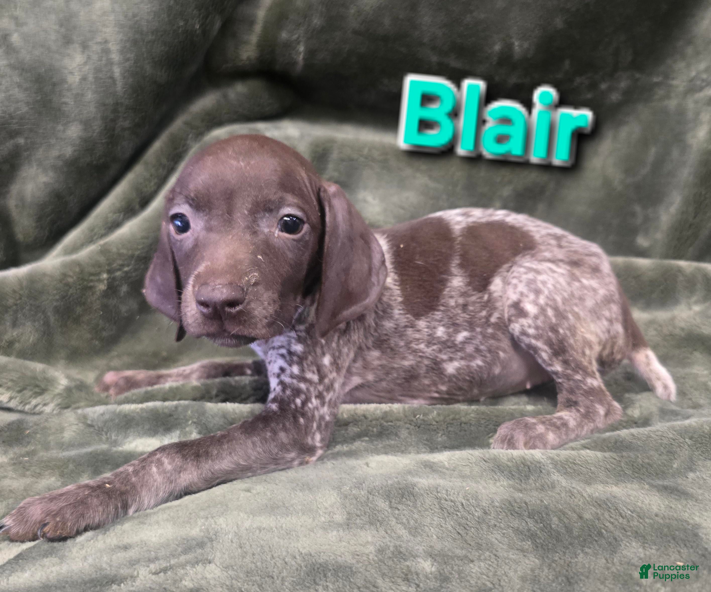 German Shorthaired Pointer dogs BLAIR - Ad 24