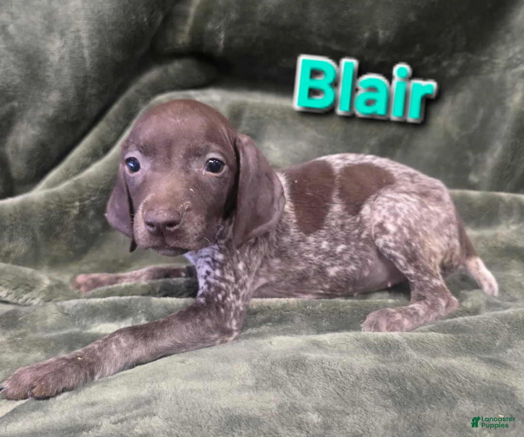 German Shorthaired Pointer dogs for sale: BLAIR - Ad 1