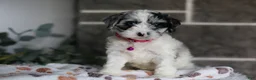 Cavapoo dogs for sale: Winnie - Ad 8