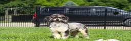 Bichpoo dogs for sale: Callie - Ad 14