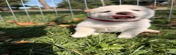 Shiba Inu dogs for sale: Mochi - Ad 4
