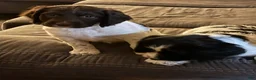 English Springer Spaniel dogs for sale: Boy Boy - Ad 3