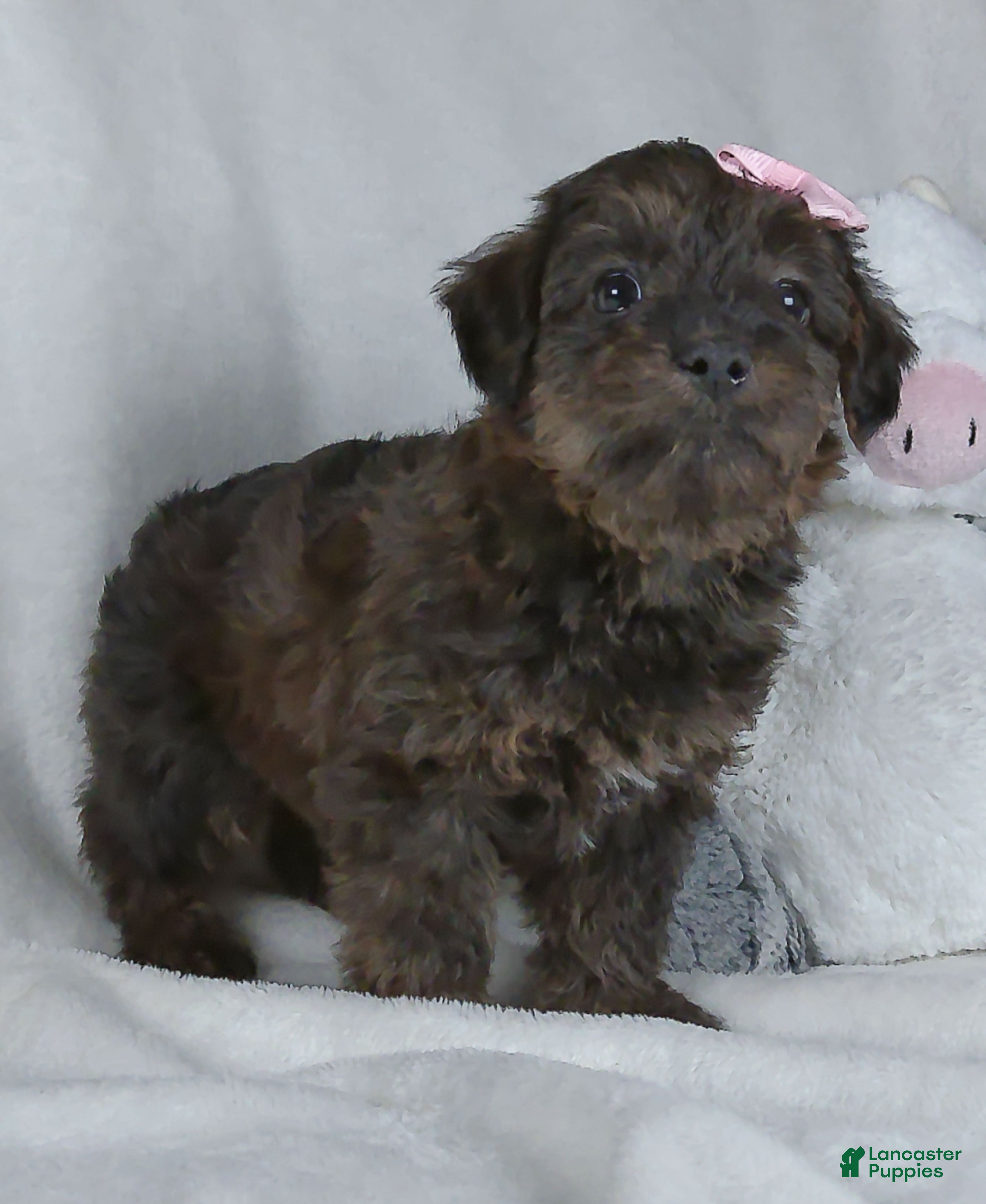 Yorkiepoo dogs Norie - Ad 2