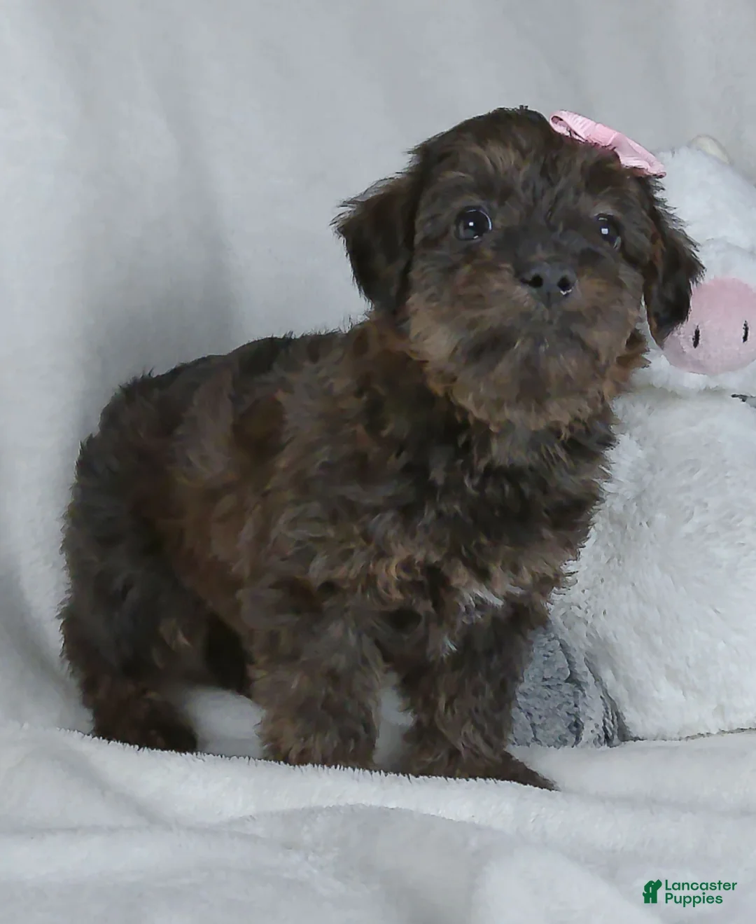 Yorkiepoo dogs for sale: Norie - Ad 2