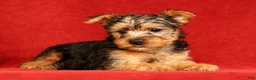 Yorkshire Terrier dogs for sale: Heather - Ad 4