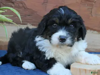 Mini Bernedoodle dogs for sale: Gunner - Ad 3