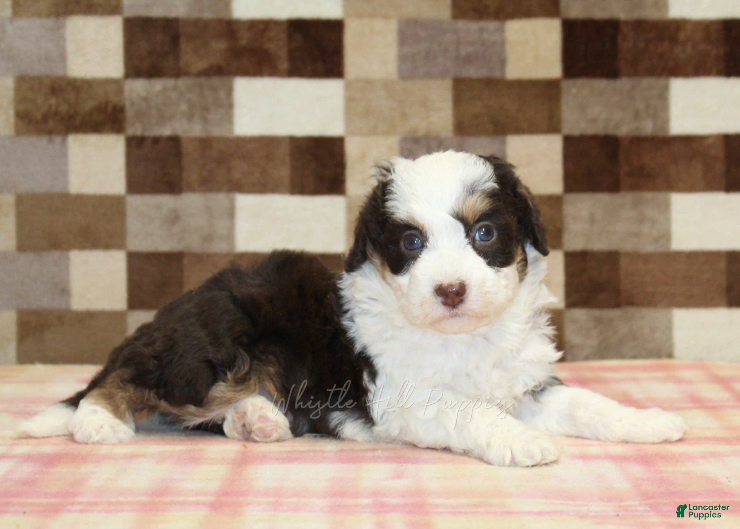Mini Bernedoodle dogs Hershey - Ad 2