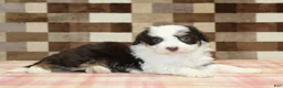Mini Bernedoodle dogs for sale: Hershey - Ad 2