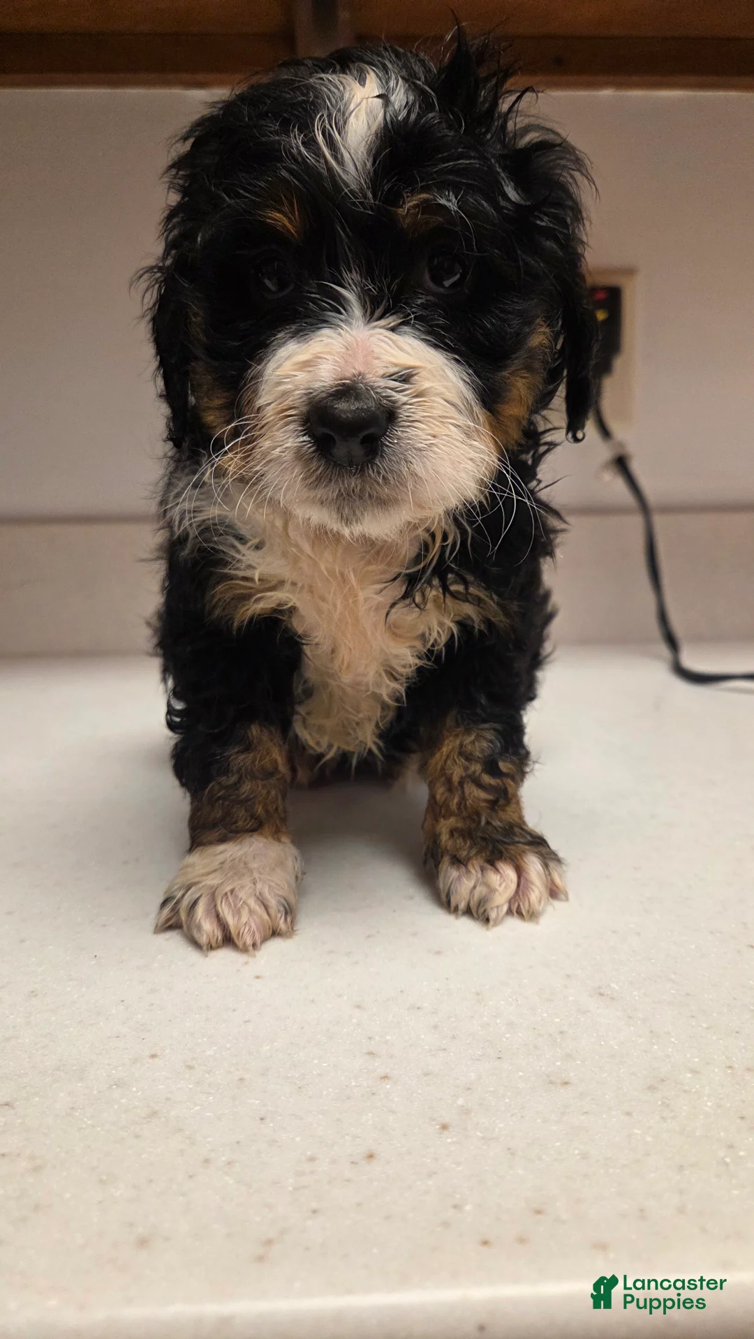 Bernedoodle dogs for sale: Bernedoodle Puppy 6 - Ad 1