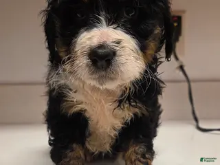 Bernedoodle dogs Bernedoodle Puppy 6 - Ad 10