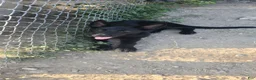 German Shepherd dogs for sale: German Shepherd 1 - Ad 3