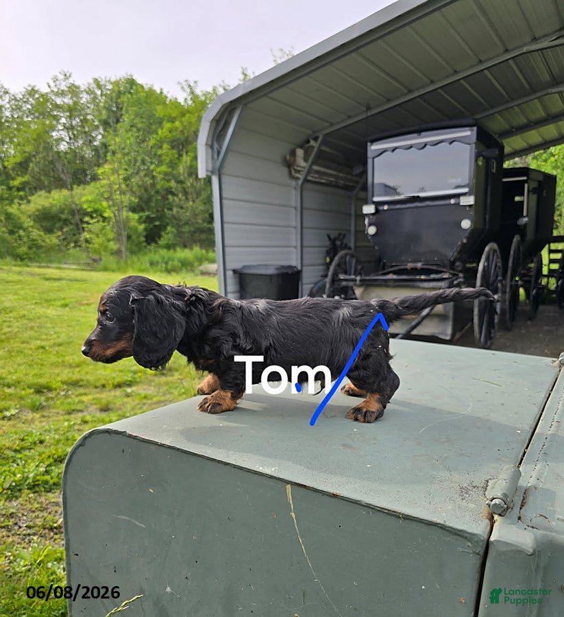 Dachshund dogs Tom - Ad 7