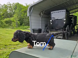 Dachshund dogs Tom - Ad 7