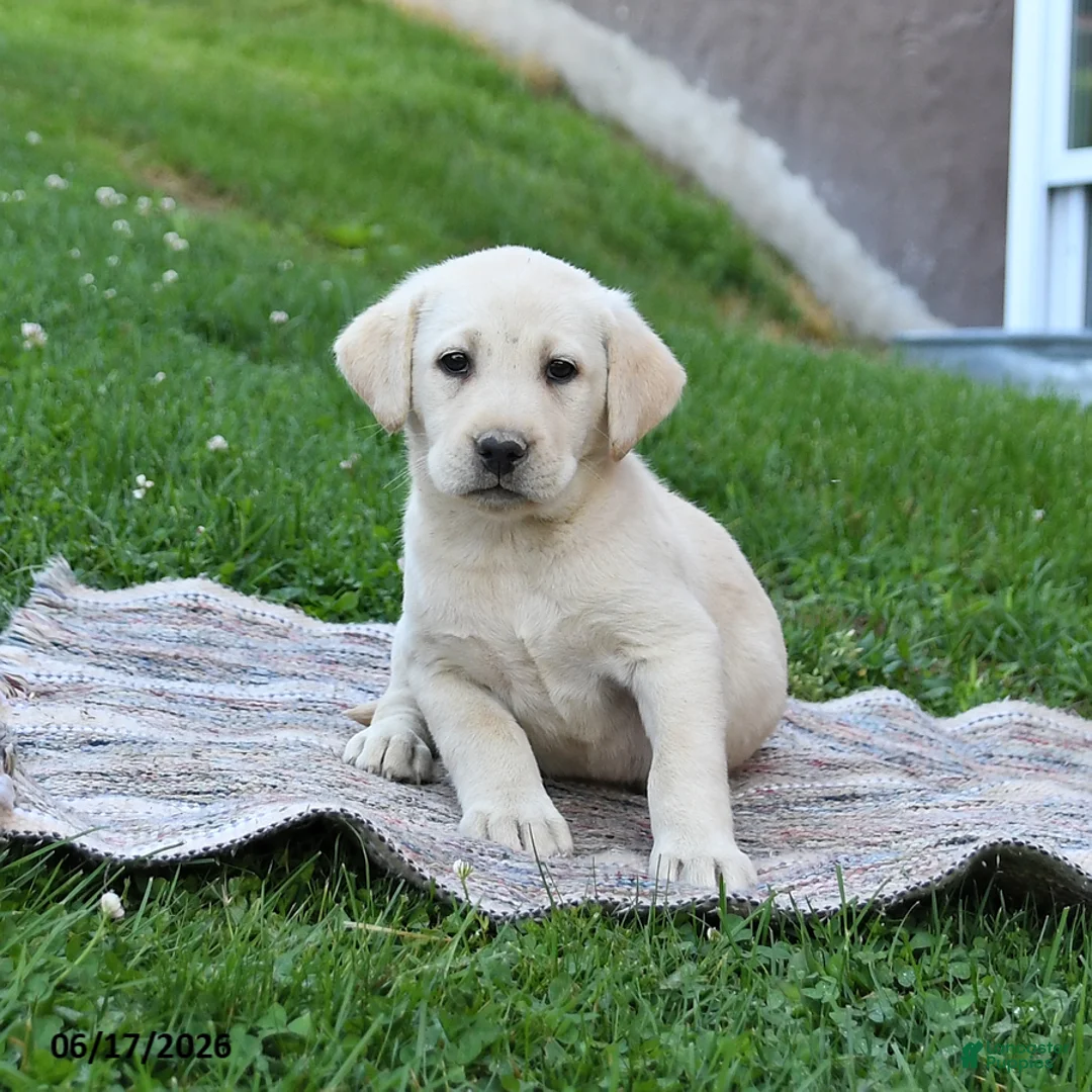 Labrador Retriever dogs for sale: Goldie - Ad 1