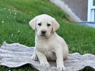 Labrador Retriever dogs for sale: Goldie - Ad 3
