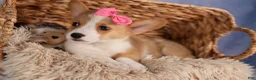 Welsh Corgi Pembroke dogs for sale: Callie  - Ad 9
