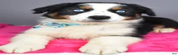 Australian Shepherd dogs for sale: Espresso - Ad 10